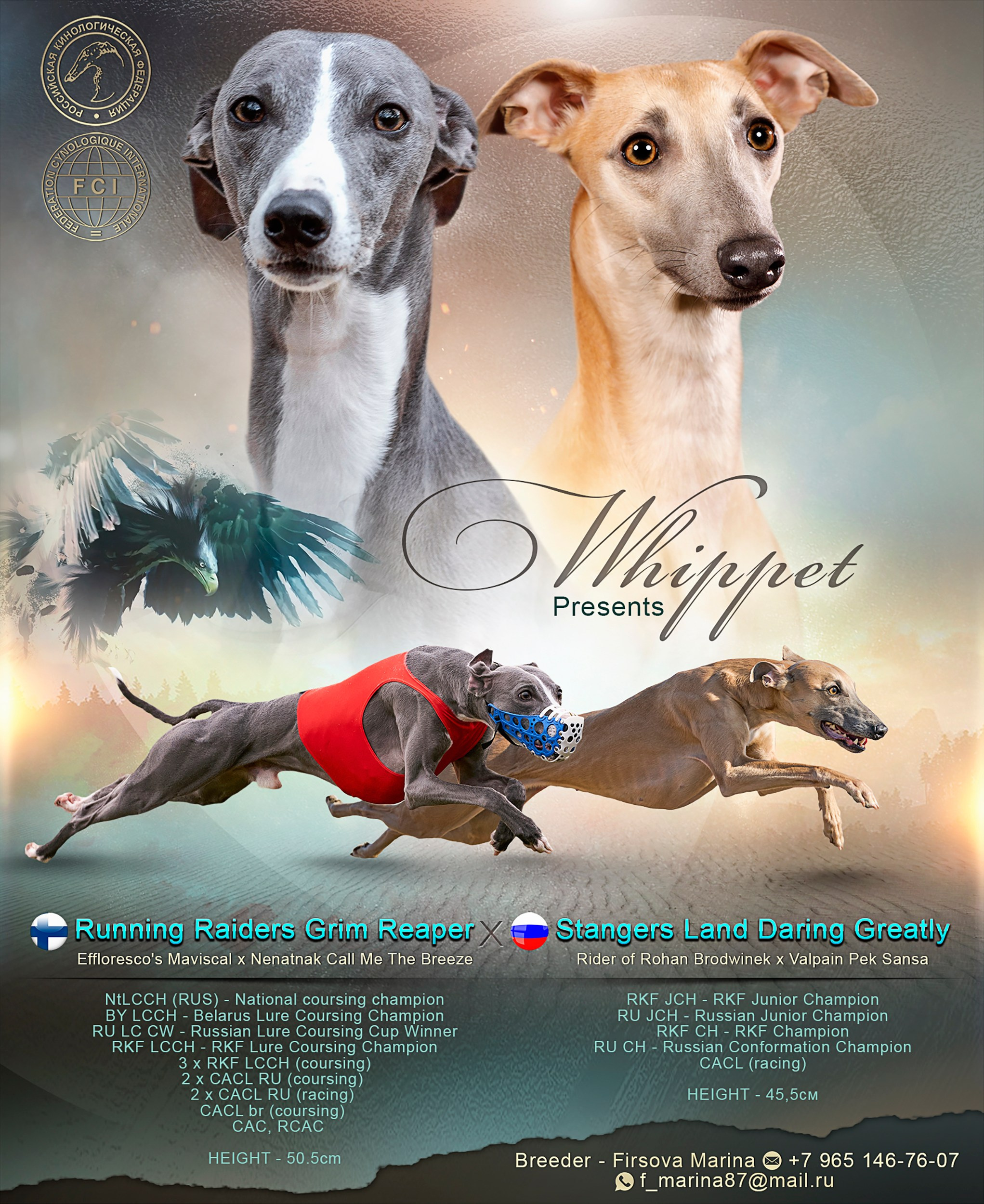 SL Daring Greatly. Питомник уиппетов «BIRNENHOF»