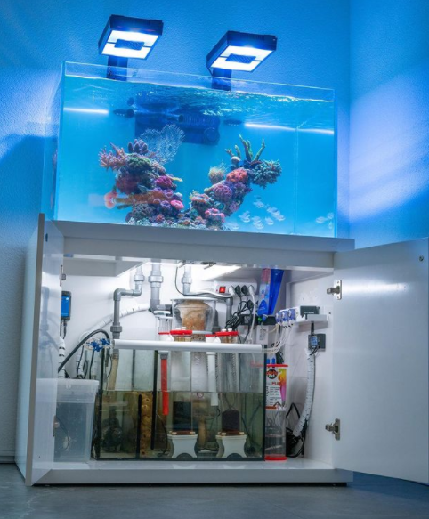 Интервью с Dave's Reef. Аквариумист Максим Ерёмин. Aqua Maxim