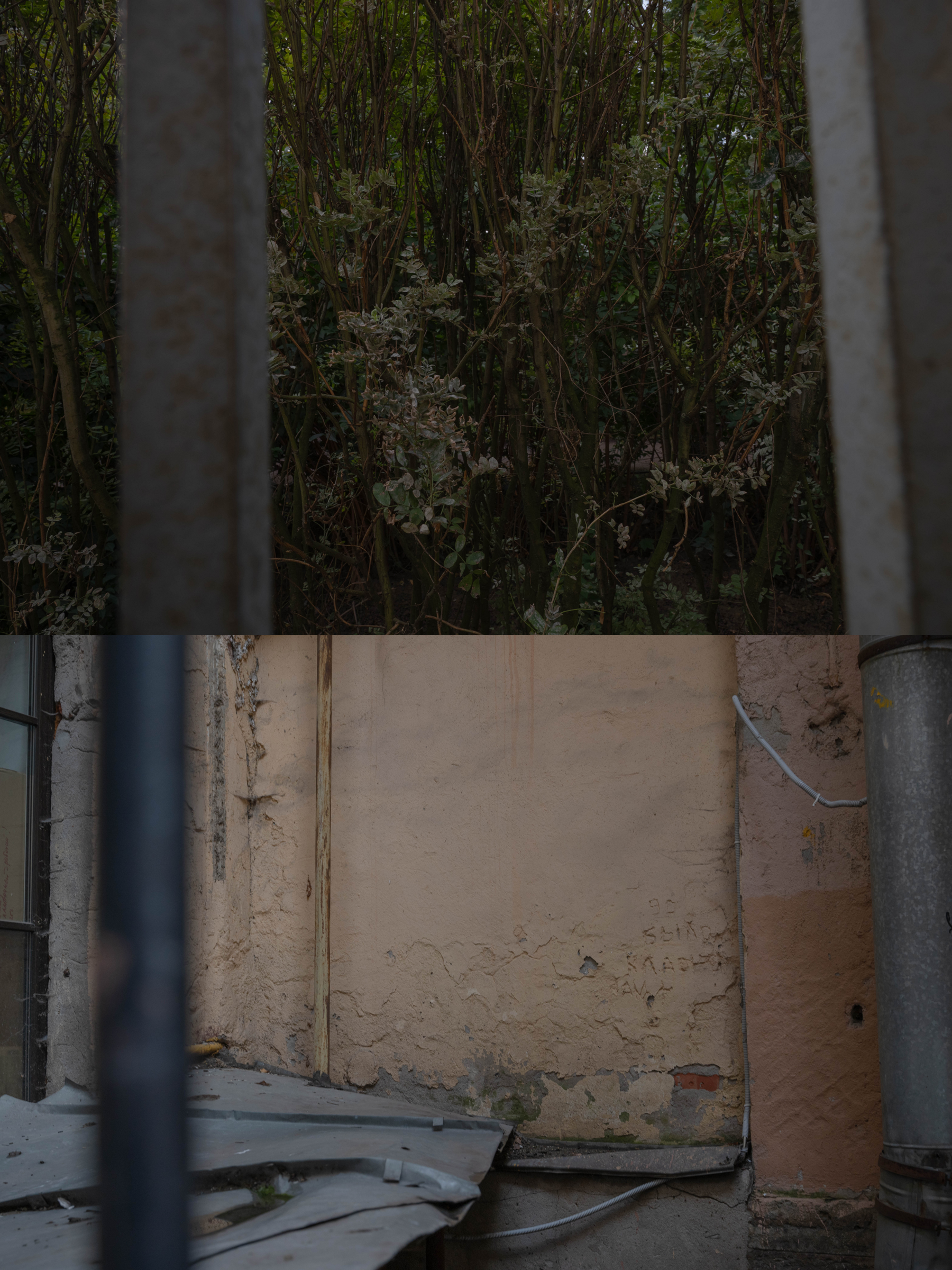 Опыт выражения. Shyjungle's Portfolio