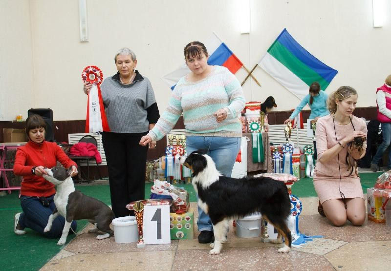 Нами. BLGKV питомник собак