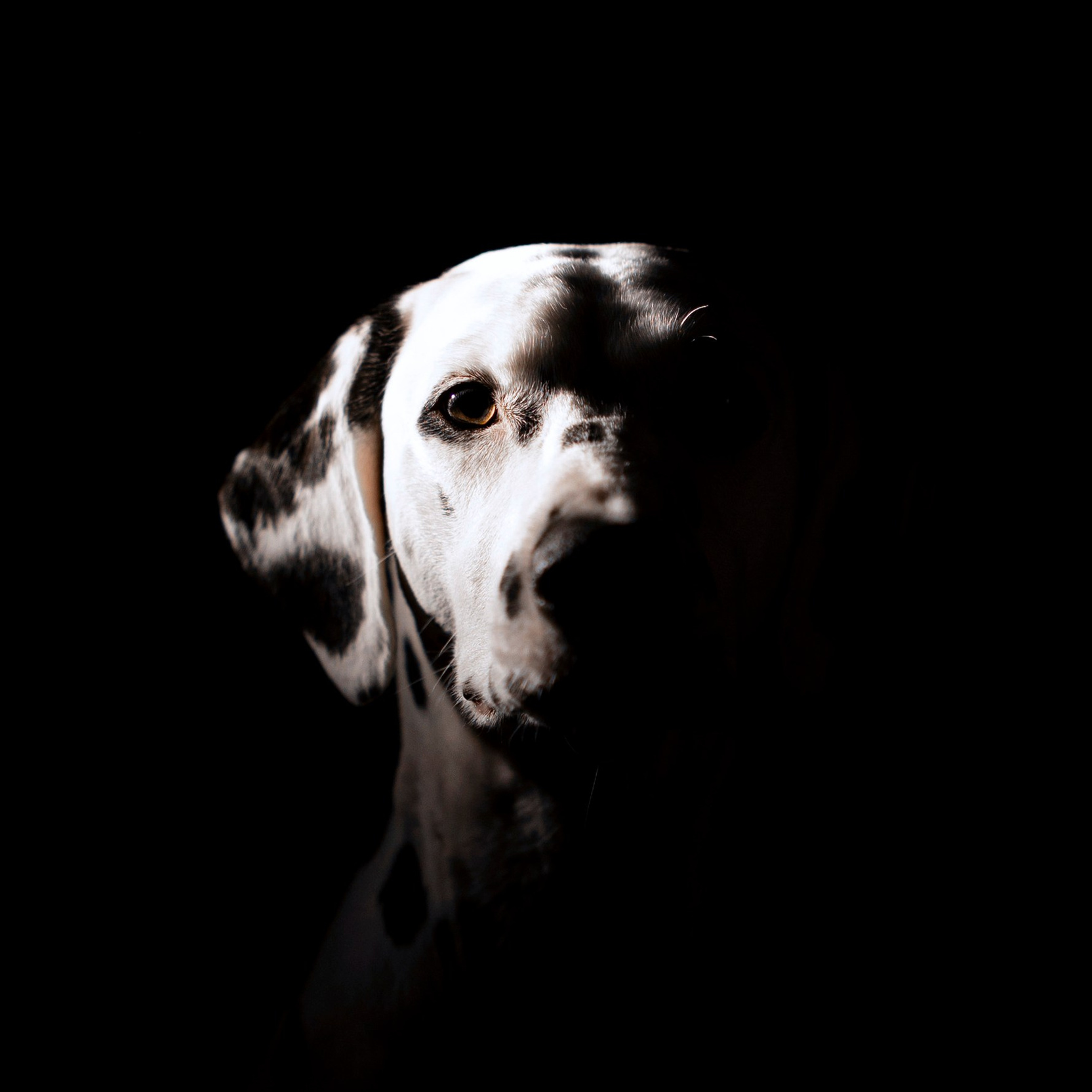 Услуги и цены фотограф-анималист Анастасия Белаш. Анастасия Белаш