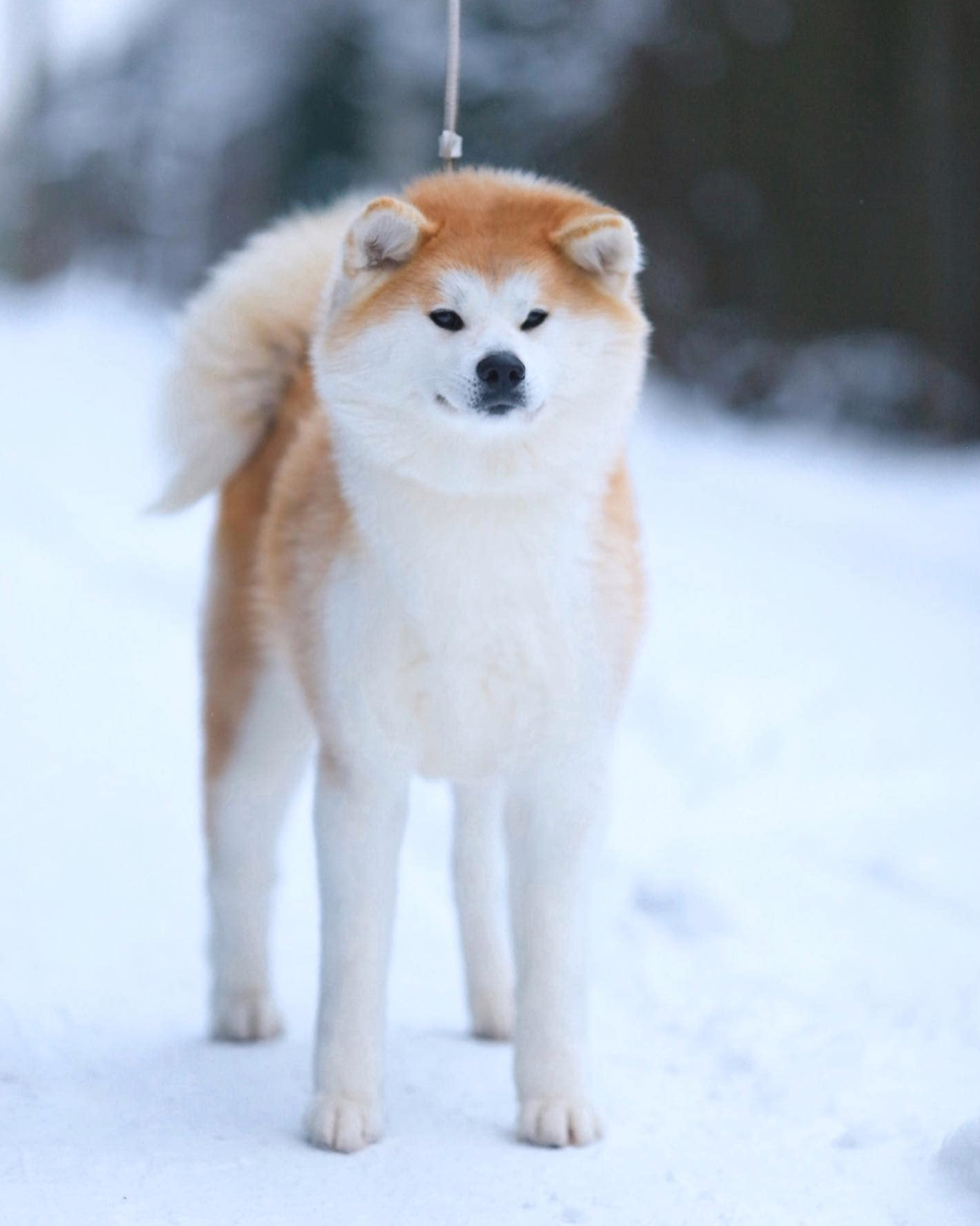 Female. Kennel Akita inu