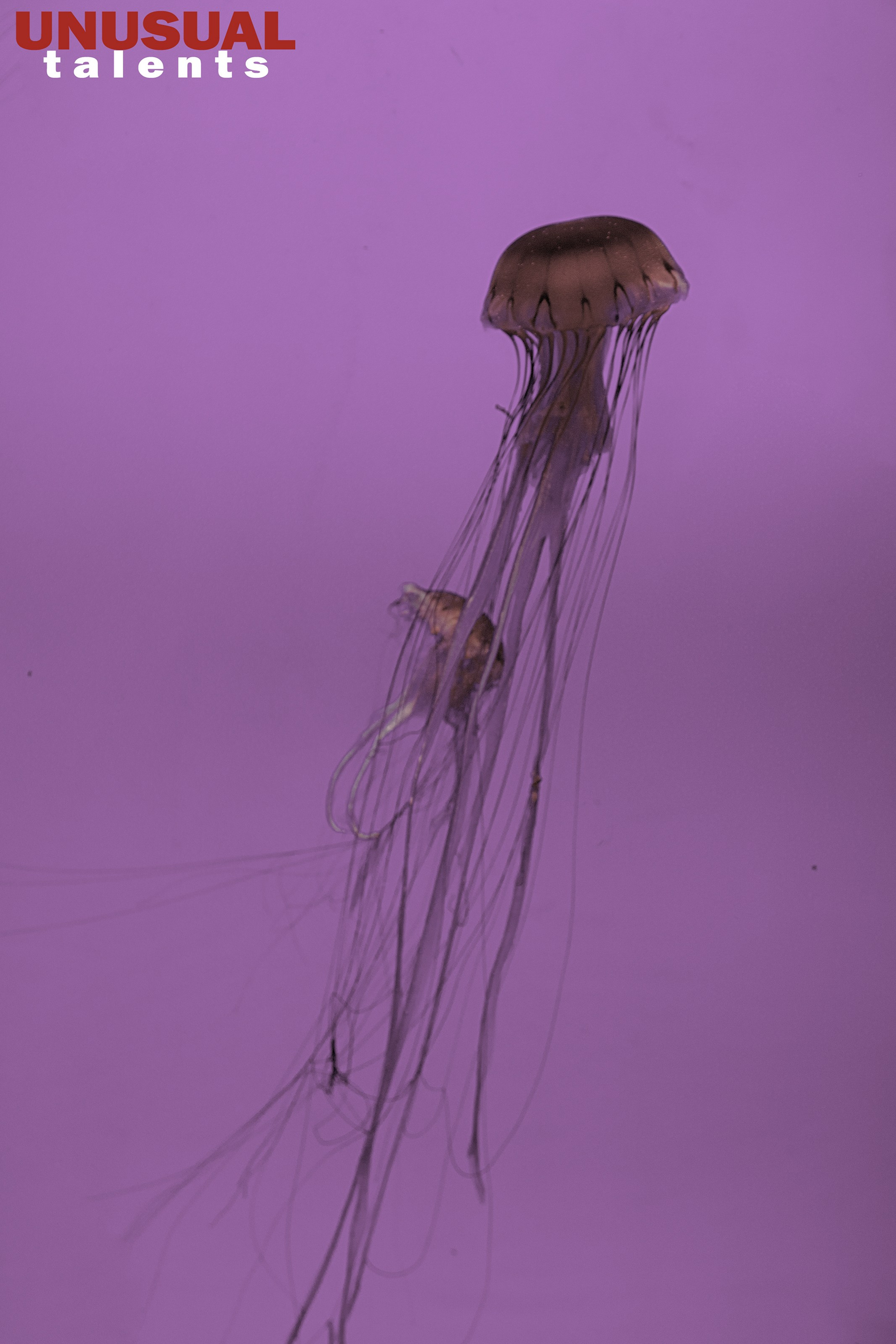 August 2025 Deformation&Distortion. UNUSUAL TALENT magazine