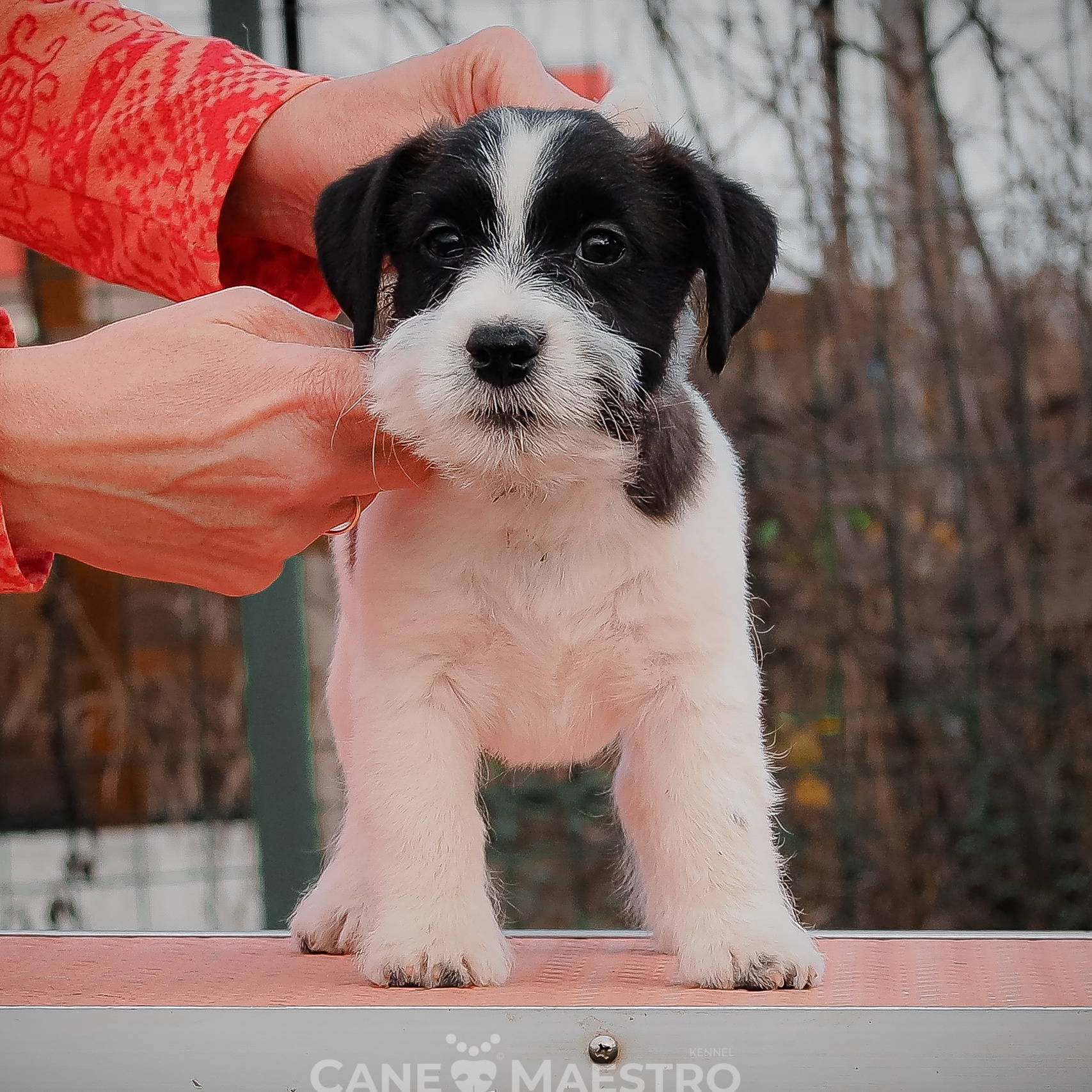 У собак Джек-рассел-терьер с жёстким и промежуточным типом шерсти контуры морды нечётко очерчены, так как шерсть на передней части головы многое скрывает.