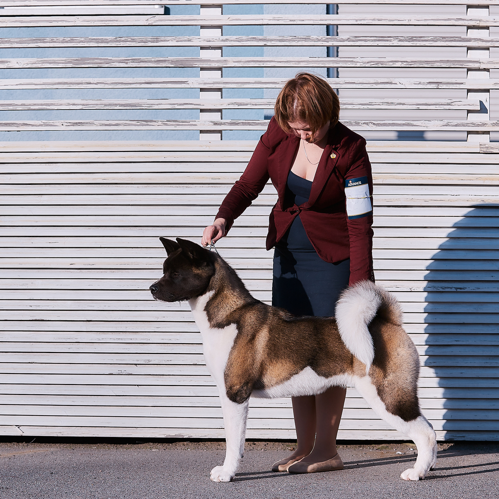 Щенки американская акита RUBYLIGHT питомник Санкт-Петербург