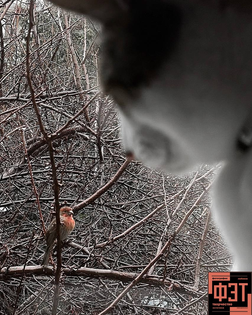 Альбом 18.01.26 проект ФЭТ