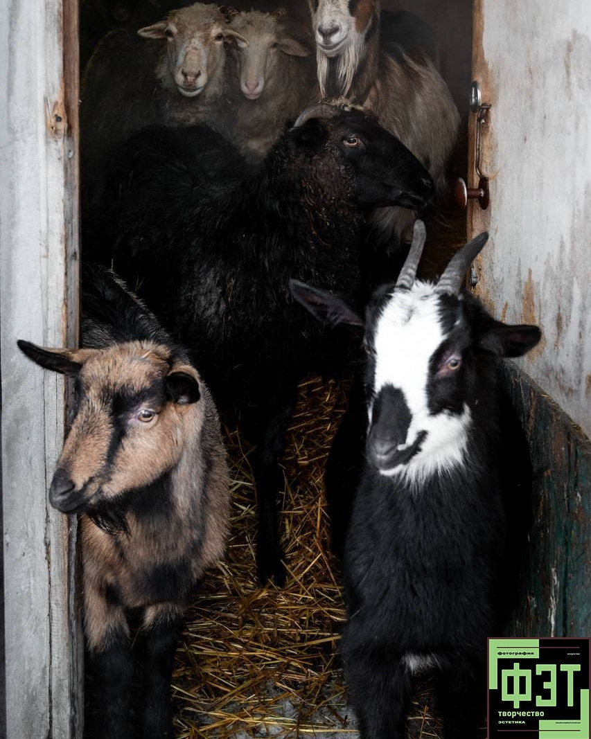 Альбом 18.01.26 проект ФЭТ