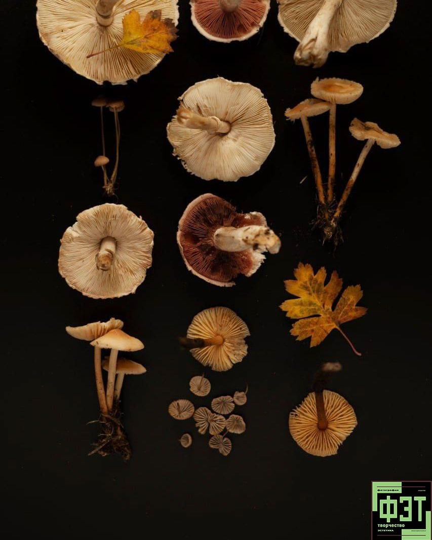 Альбом 15.02.26 в рамках ФЭТ