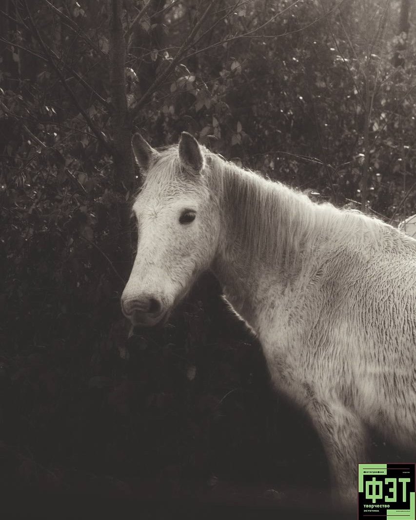 Альбом 15.02.26 в рамках ФЭТ