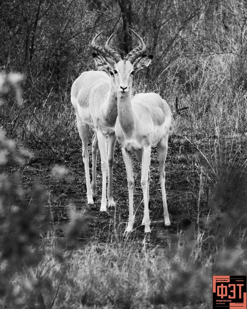 Наталья Переверзева
