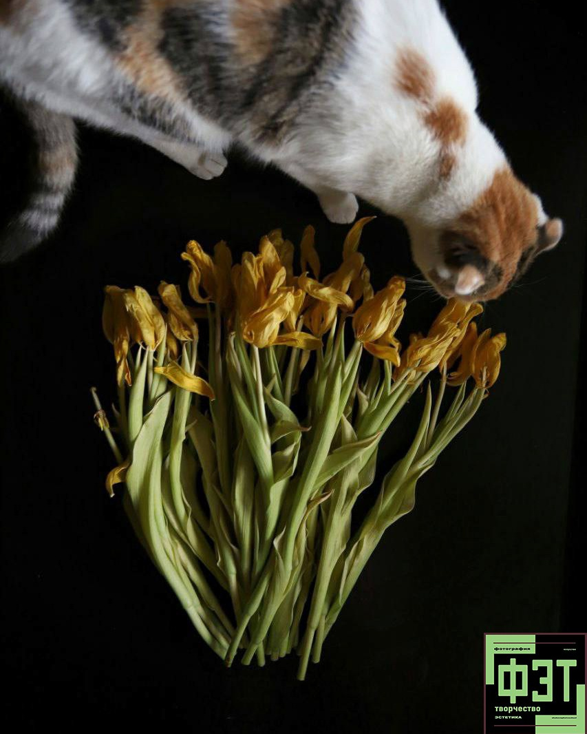 Альбом 08.03.26 в рамках ФЭТ