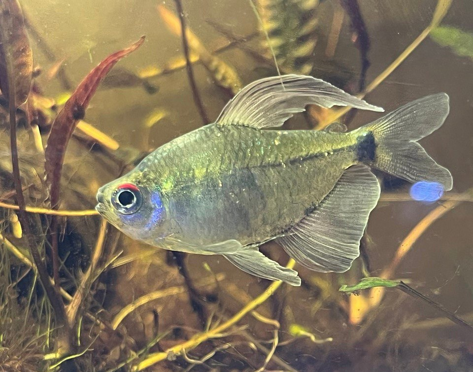 Diamond tetra (Moenkhausia pittieri). Home