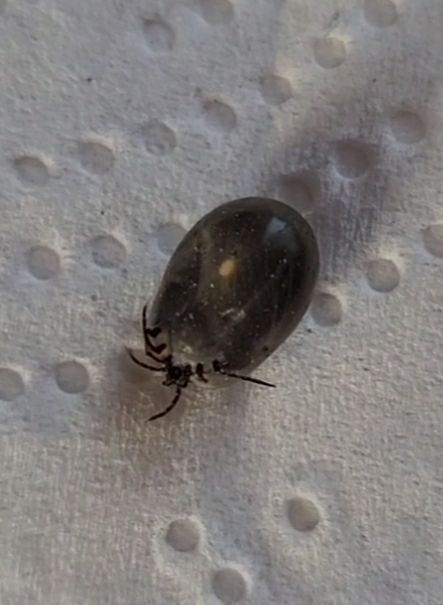 Средство защиты от клещей. Питомник Йоркширских терьеров Дэнстайл в Санкт-Петербурге заводчик Тих