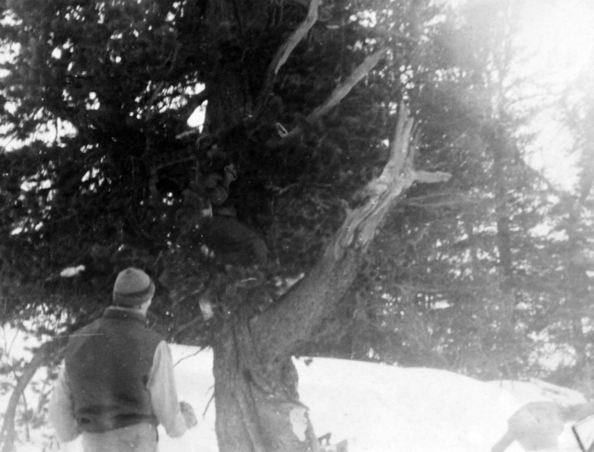 Черно‑белая фотография, предположительно из архива поисков группы Дятлова (1959 г.): на переднем плане — мужчина в шапке и жилете, вид со спины; в центре — массивный кедр, на ветвях которого находятся поисковики; справа — человек, занятый работами у подножия дерева; фон — заснеженный склон и хвойный лес.