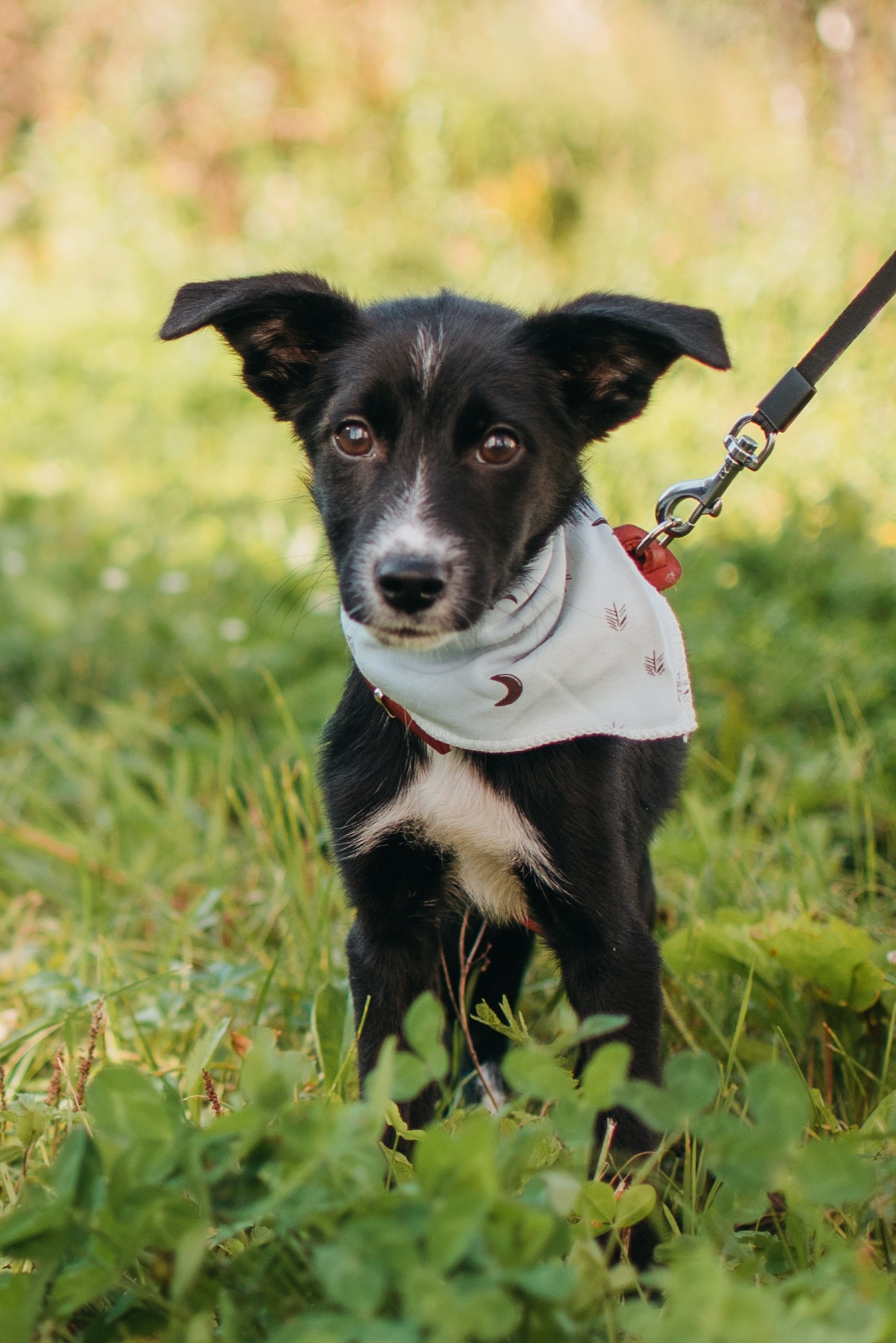 Животные на пристройство. Фотограф-анималист Валерия, Москва, Мытищи