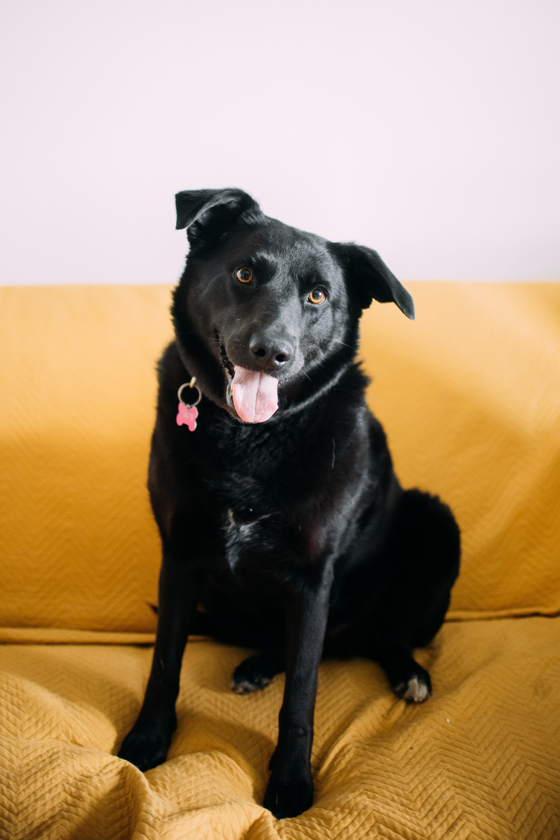 Животные на пристройство. Фотограф-анималист Валерия, Москва, Мытищи