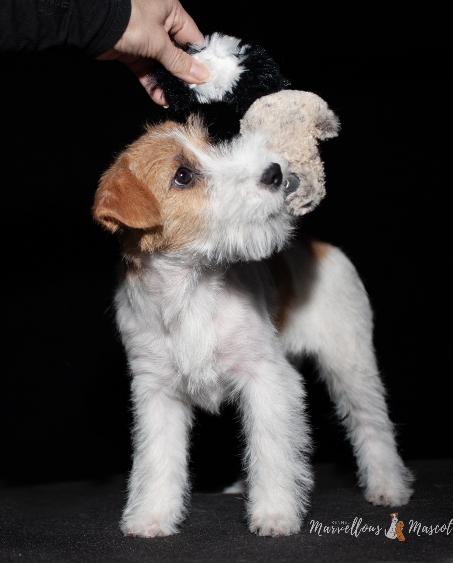 ЩЕНКИ ИЗ ДРУЖЕСТВЕННЫХ ПИТОМНИКОВ. CANE MAESTRO — kennel Jack Russell Terrier