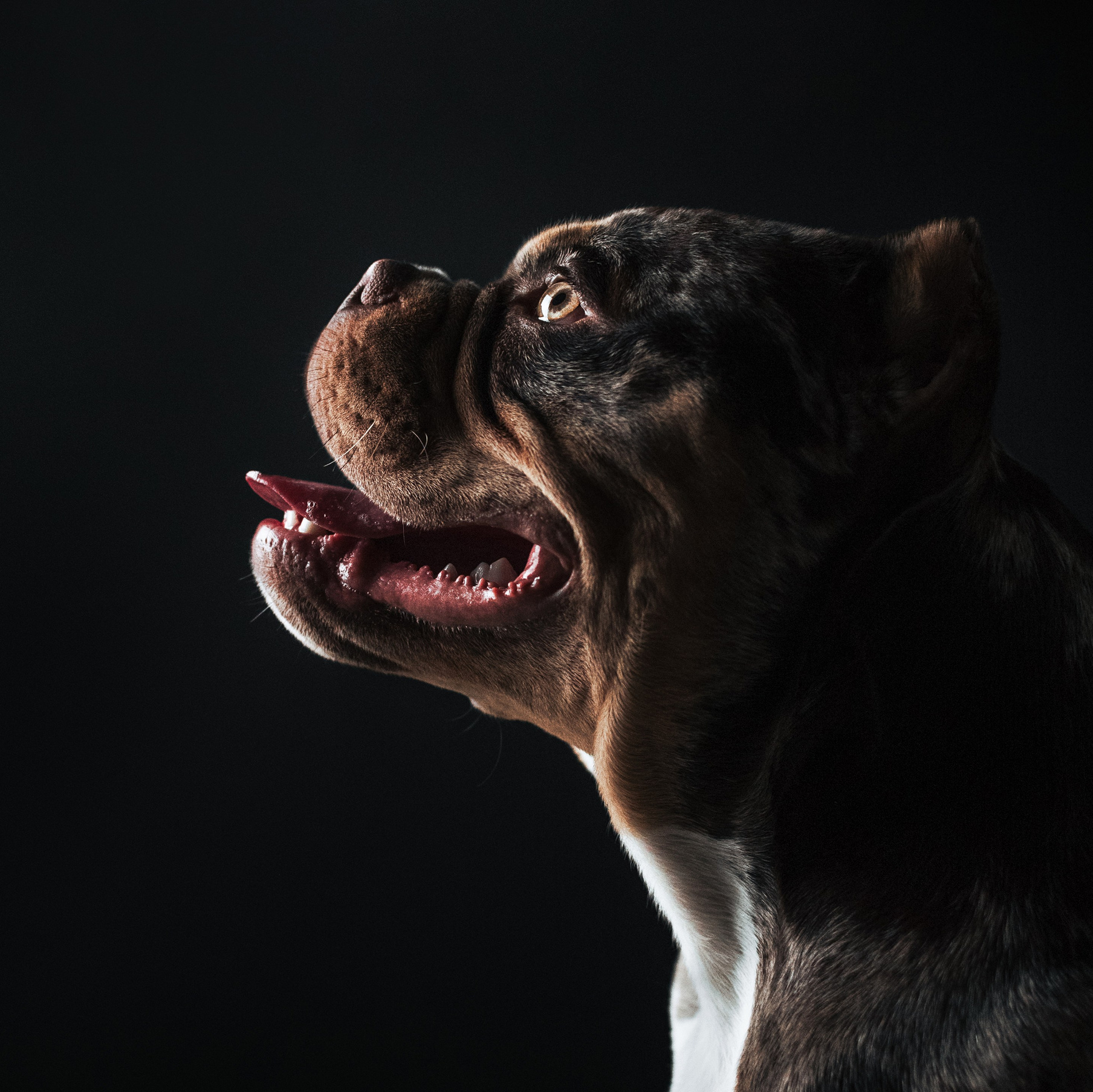 Услуги и цены. Фотограф-анималист Валерия, Москва, Мытищи