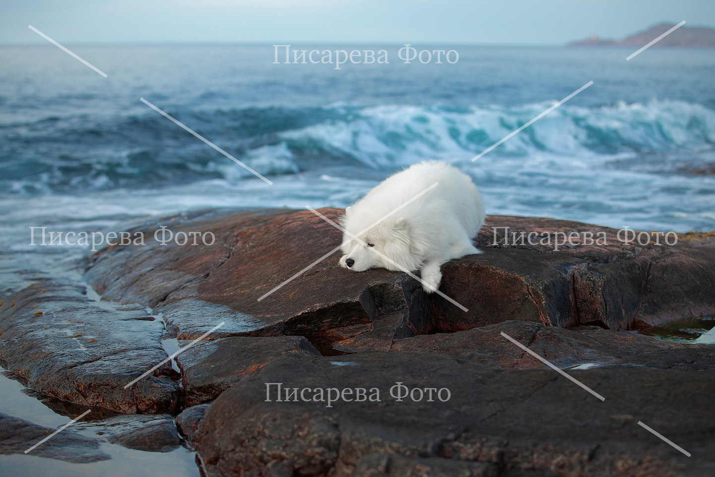 Собака породы самоед лежит на скалистом берегу моря