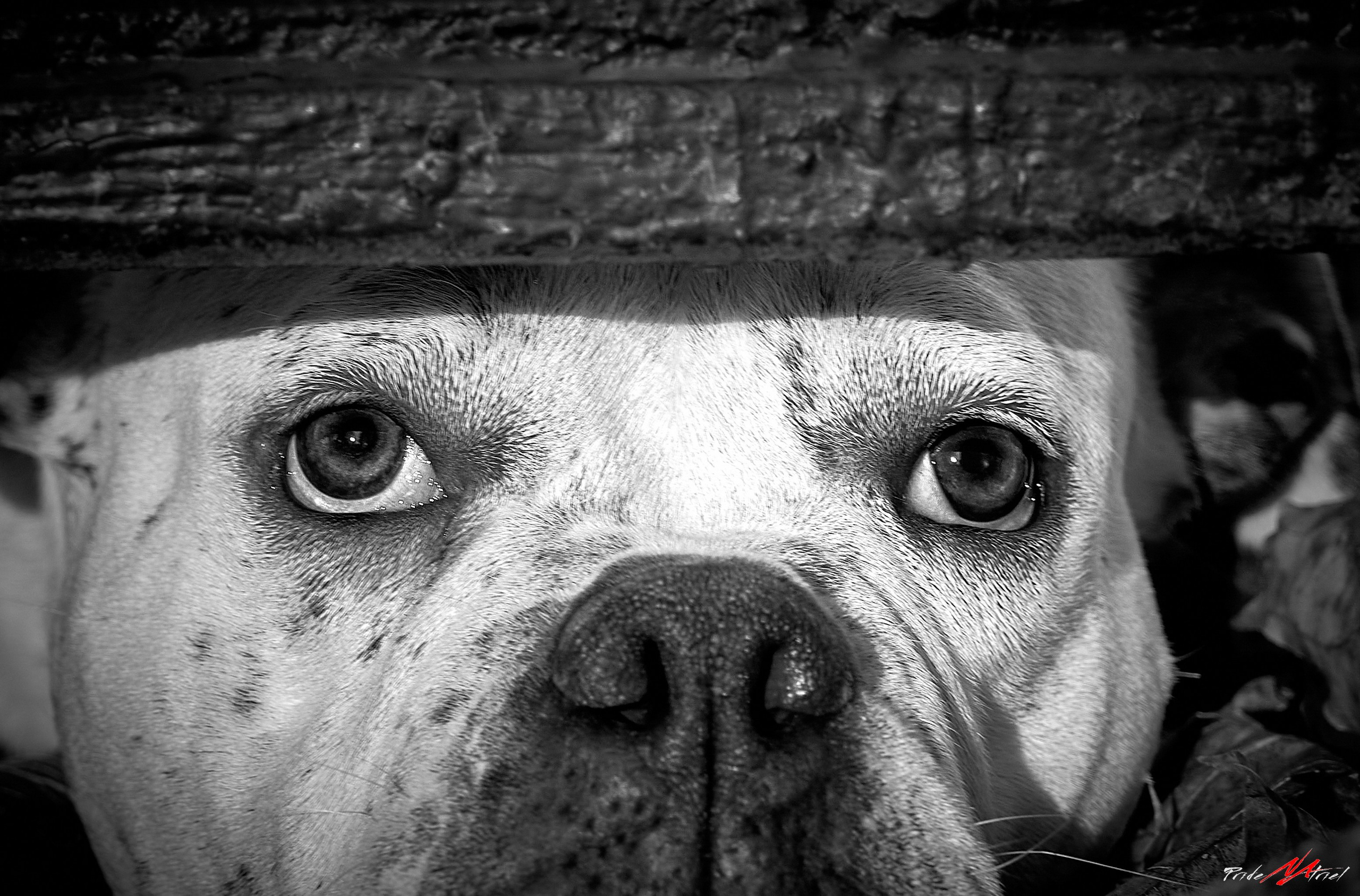 портрет собаки, глаза, взгляд