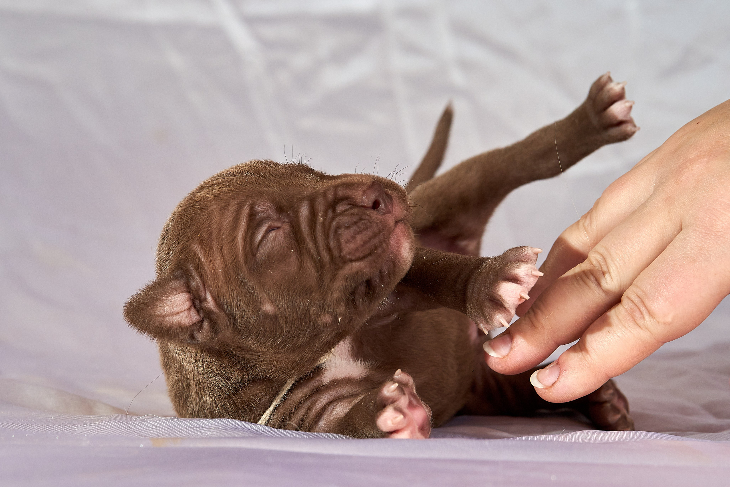 Фотограф-анималист Михаил Манухин