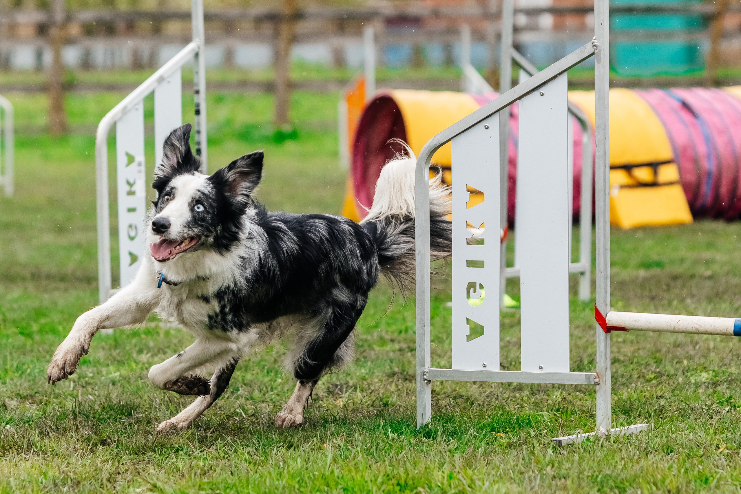 Портфолио animal. Фотограф — анималист Маргарита Хелбен Краснодар