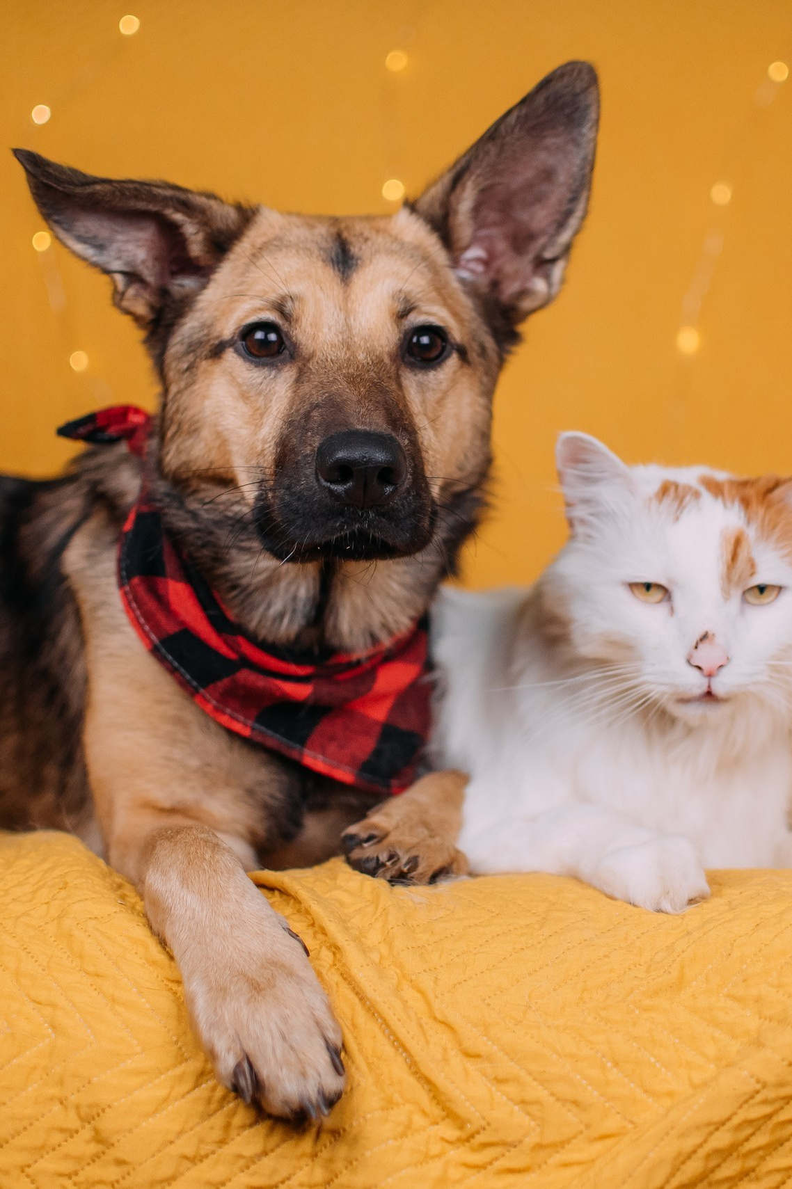 Животные на пристройство. Фотограф-анималист Валерия, Москва, Мытищи