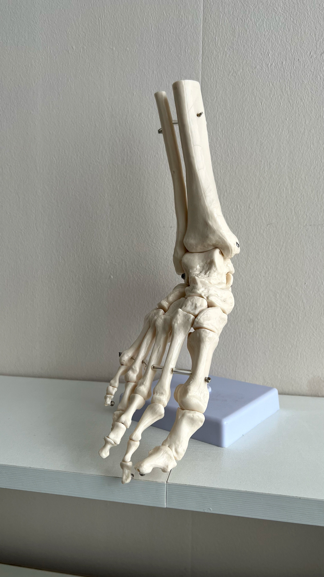 скелет стопы в кабинете компании Foottime