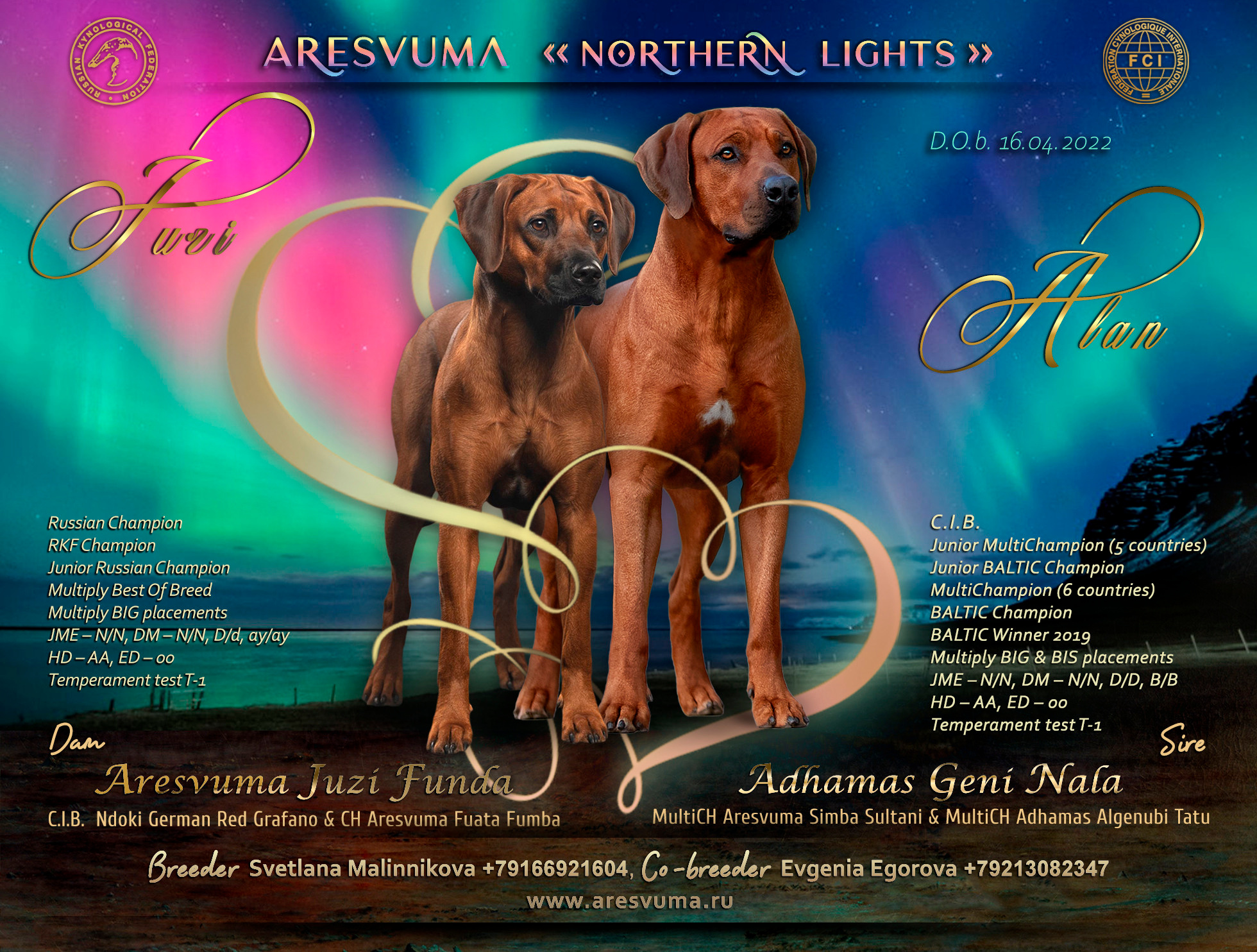 Планируемые пометы родезийского риджбека Adhamas Geni Nala (Алана). Rhodesian ridgeback Adhamas Geni Nala