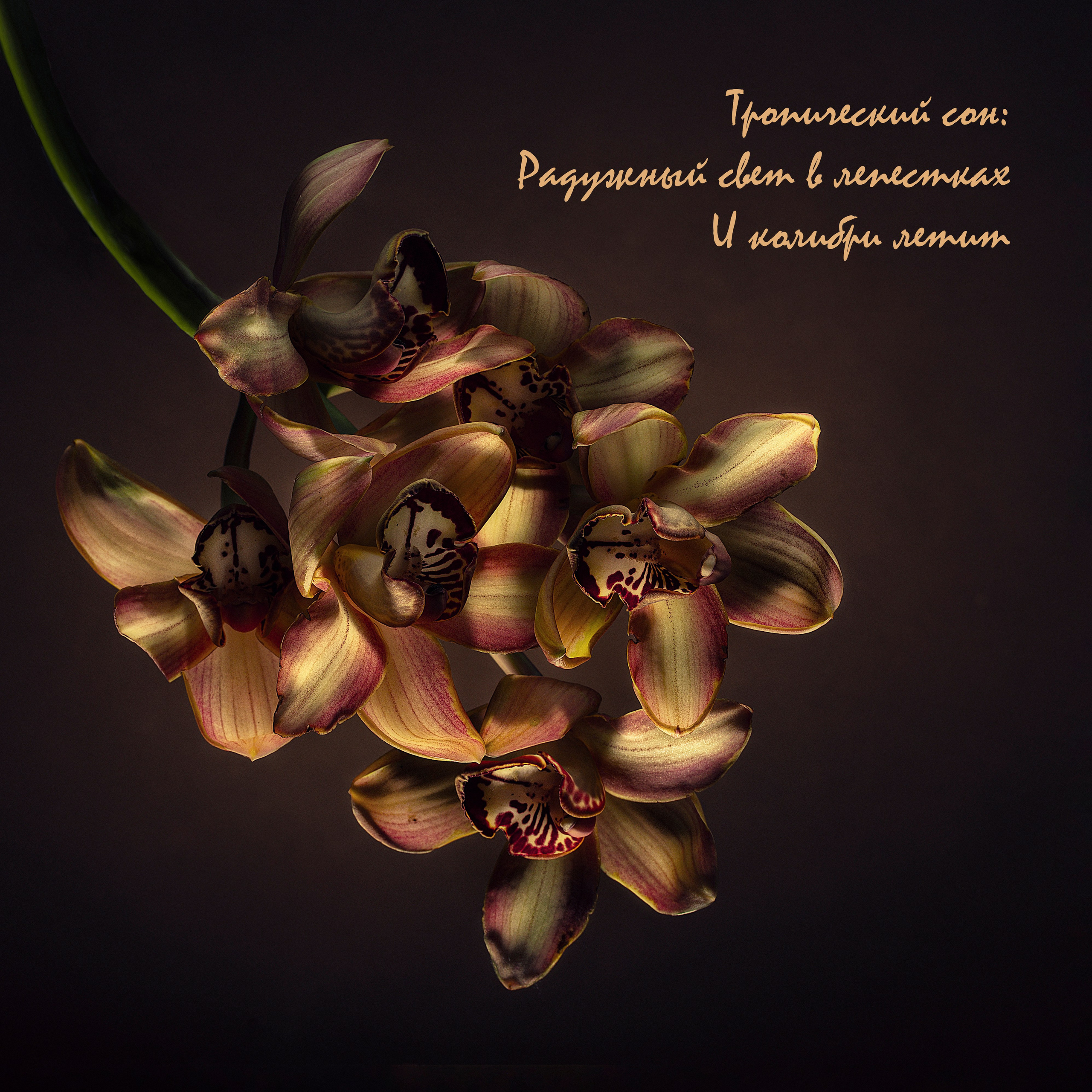 Фотопроект «Primavera». Портретный фотограф в Челябинске Катерина Руди