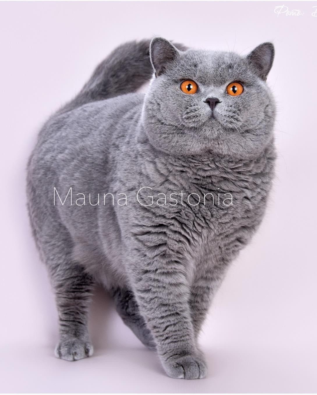 Коты\Male. Mauna Gastonia