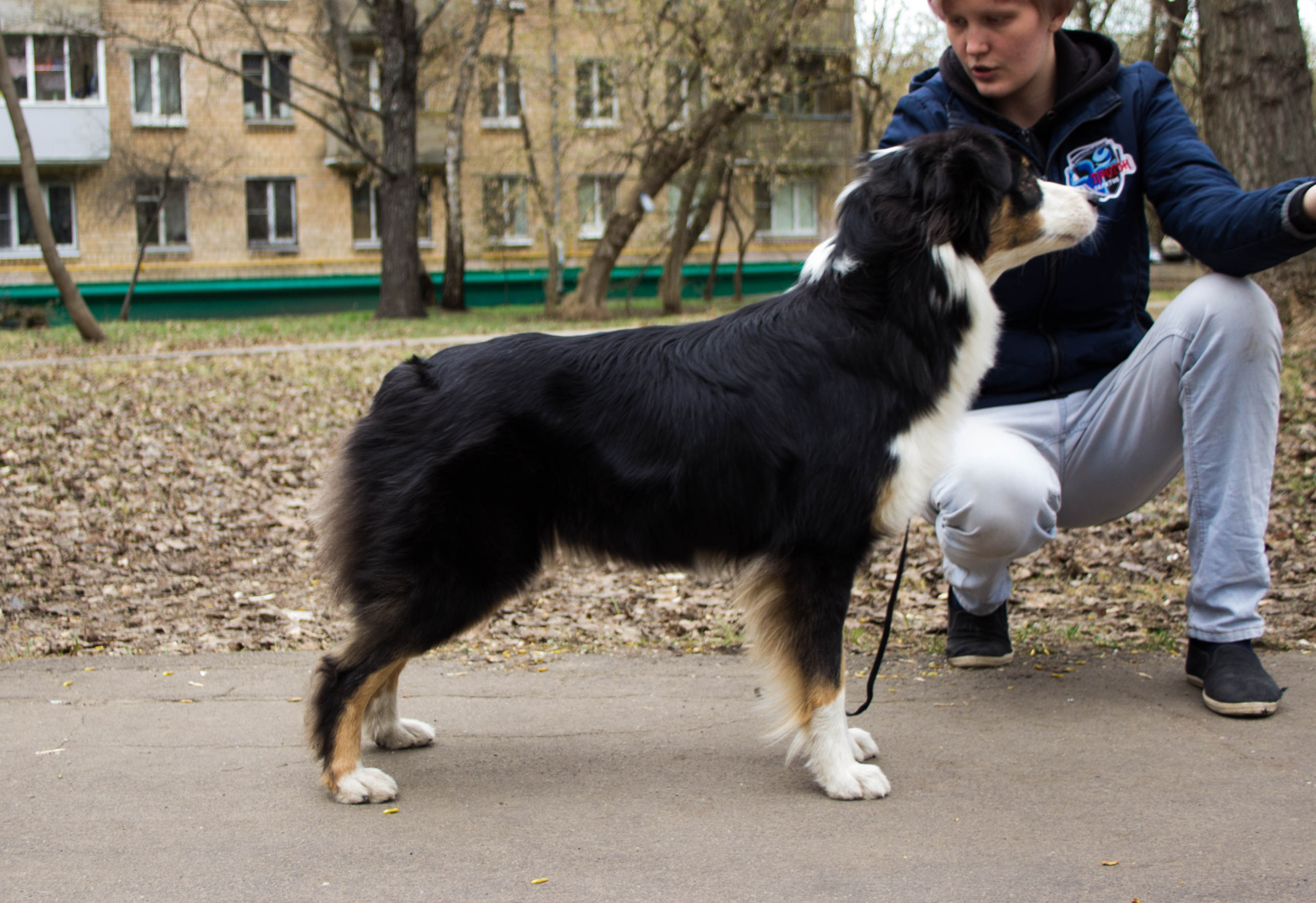 Гелий. BLGKV питомник собак