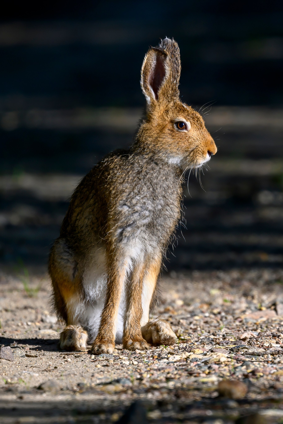 Совы и заяц. Фотограф Сергей Пупонин