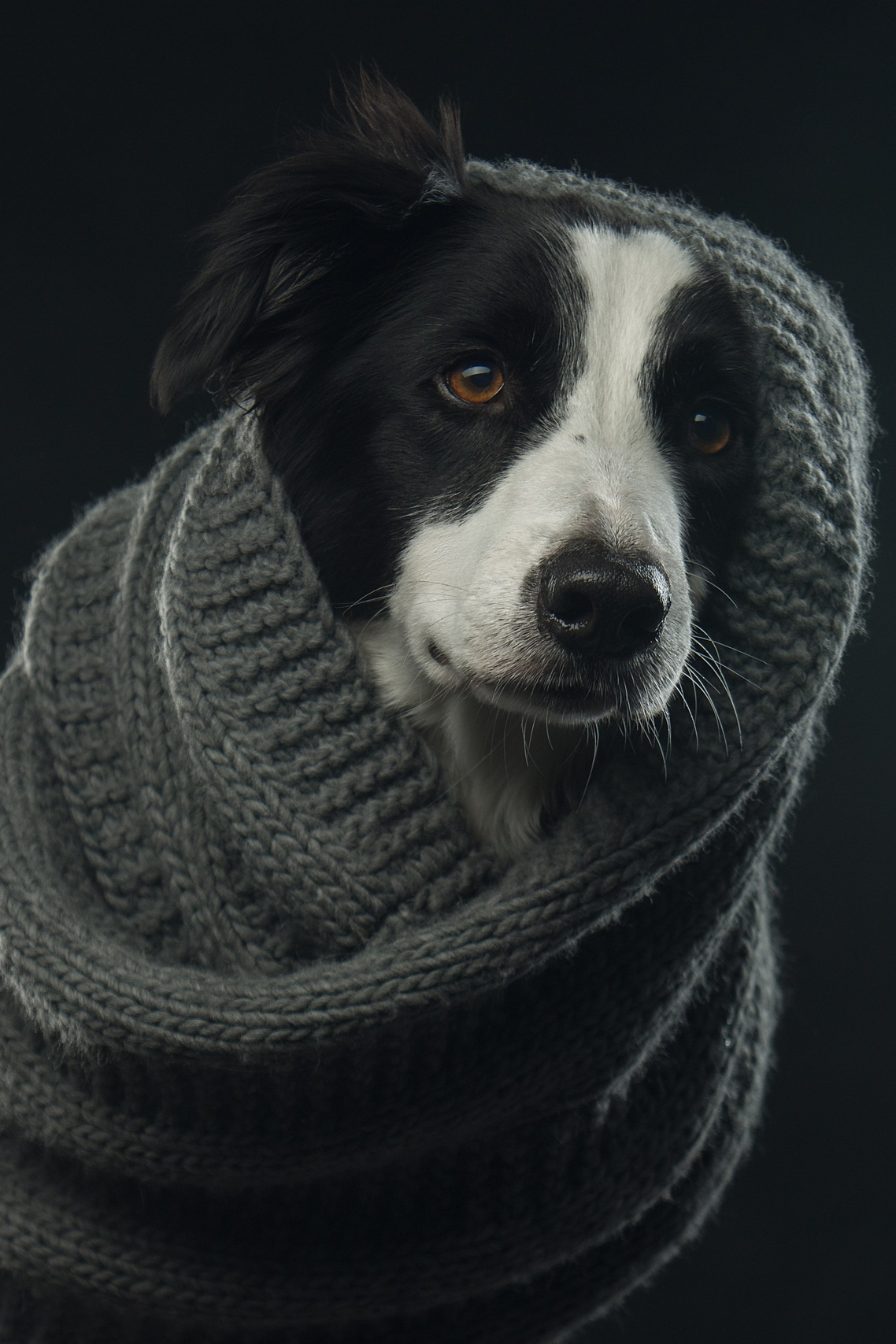 Мои достижения. Фотограф-анималист Юлия Зубкова