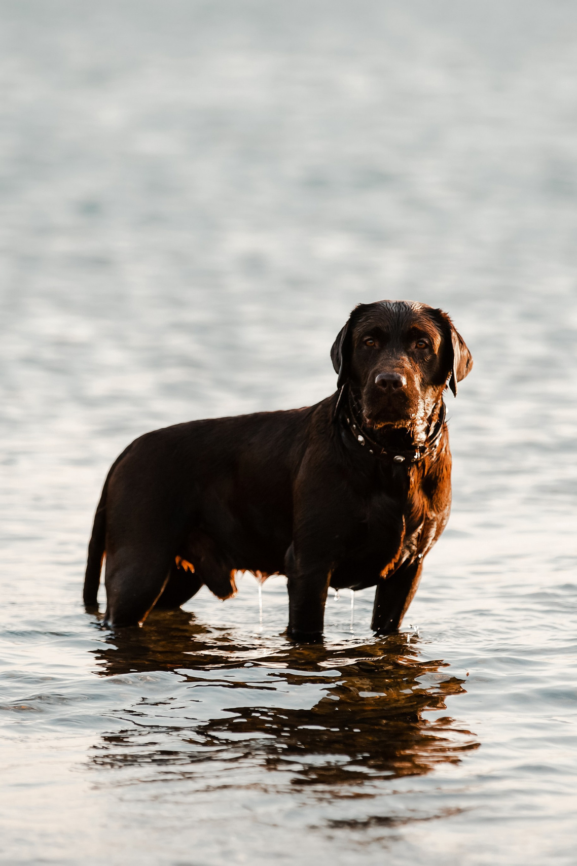 Фотограф-анималист в Краснодаре Маша Мельникова