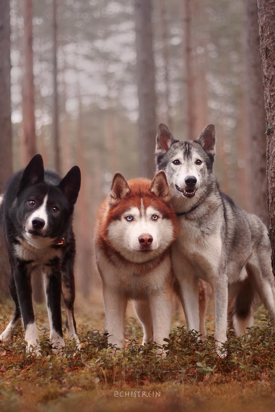 Фотограф-анималист Наталия Чистюхина в г. Сосновый Бор и ЛО