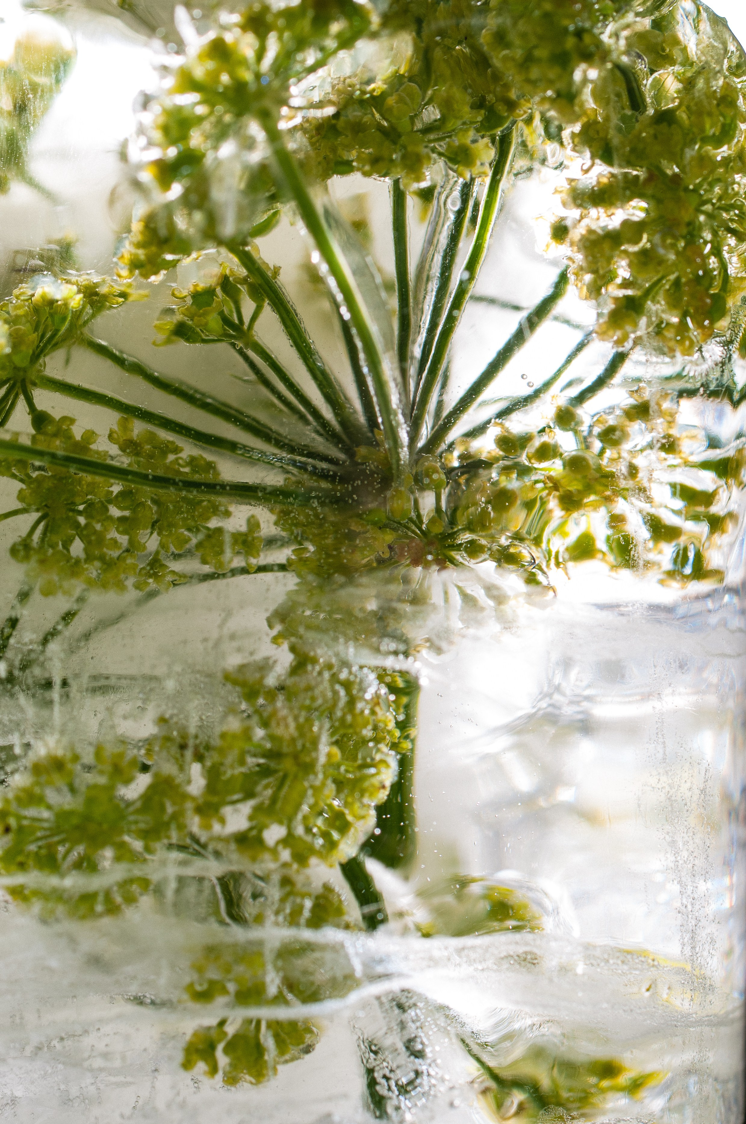 FFF — Frozen Fairy Flower. Фотограф в Санкт-Петербурге Анна Гончар