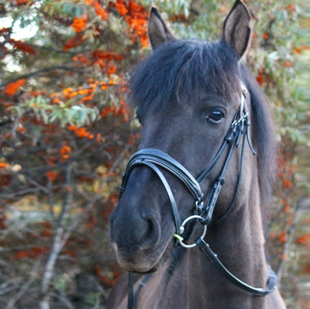 Наши лошади. КСК Тагир