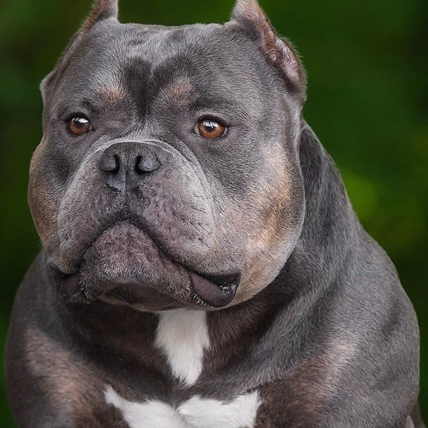 официальный питомник Американских булли в Хабаровске, Купить щенка American Bully экзот	в Крыму, American Bully щенок 	в Крыму, American Bully цена щенка	в Крыму, Американский булли купить щенка	в Крыму, Купить щенка Американский булли стандарт	в Кургане, Купить щенка Американский булли XL	в Кургане, 