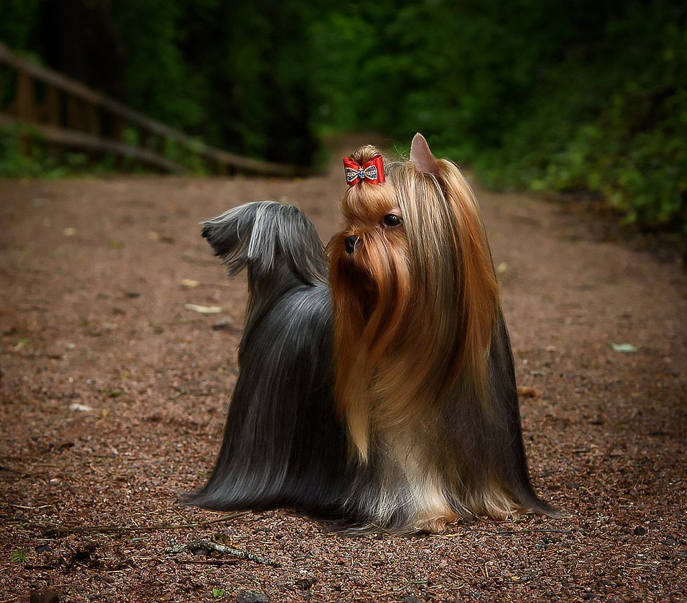Дэнстайл Хуч. Питомник Йоркширских терьеров Дэнстайл в Санкт-Петербурге заводчик Тих