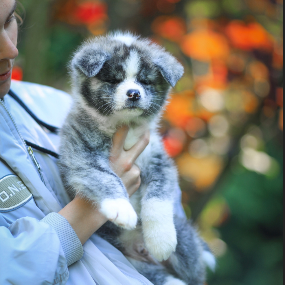 Окрасы японской акиты