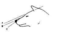 О ПОРОДЕ СИБА-ИНУ. SHIOMARU Питомник сиба и акита-ину