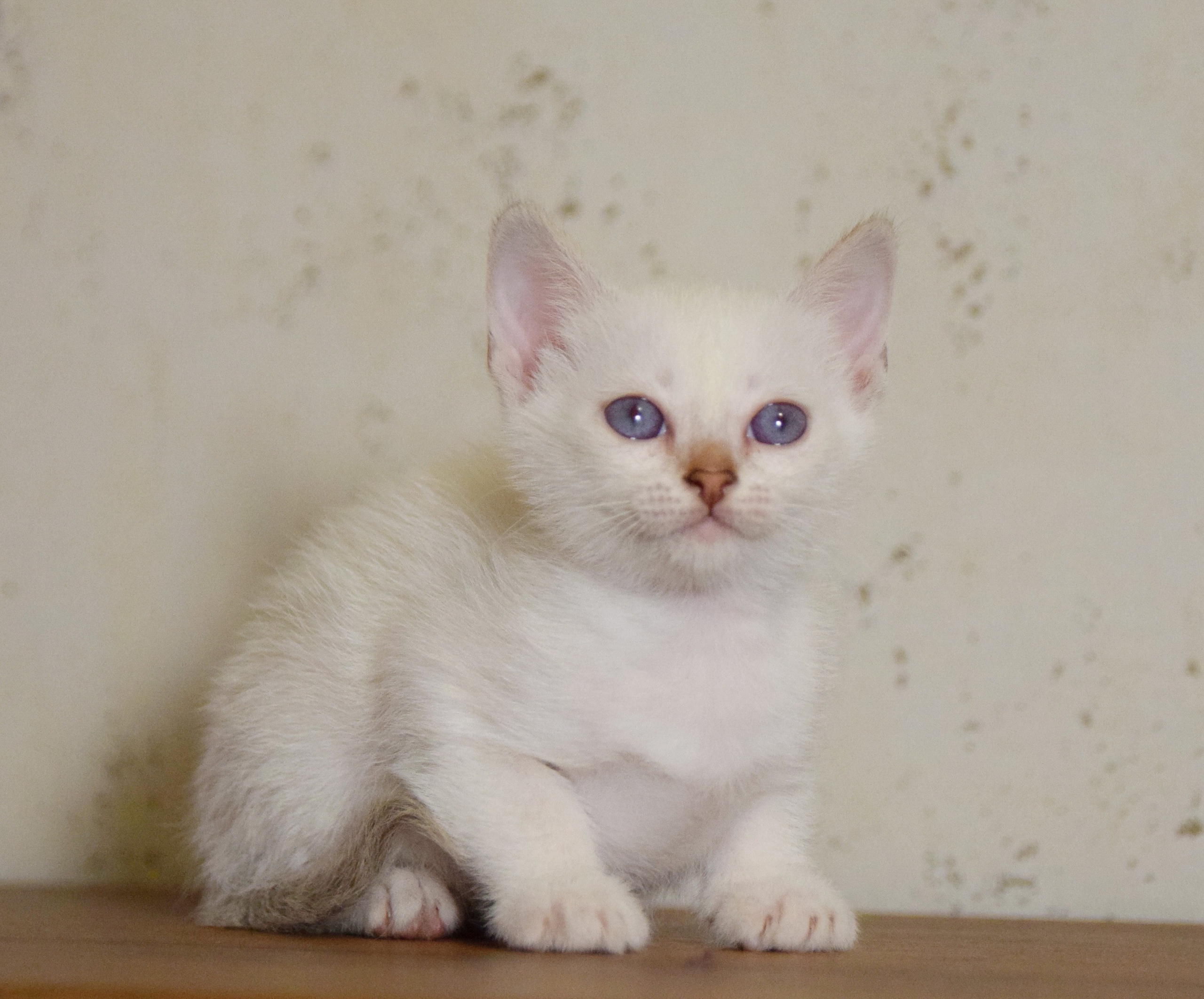 Котята. Питомник тайских кошек в Санкт-Петербурге Noyland