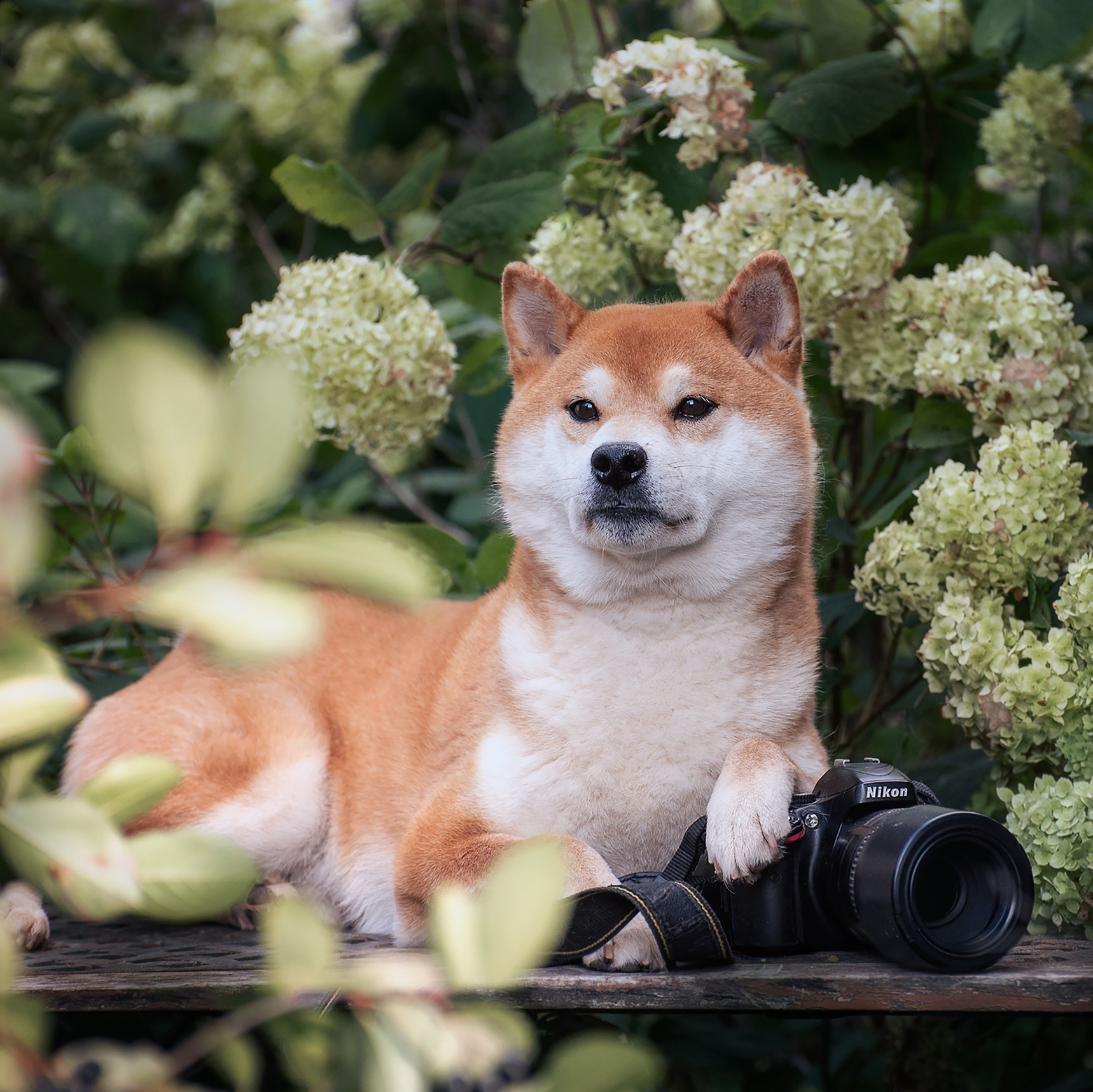 Фотограф-анималист Ольга Фомичева