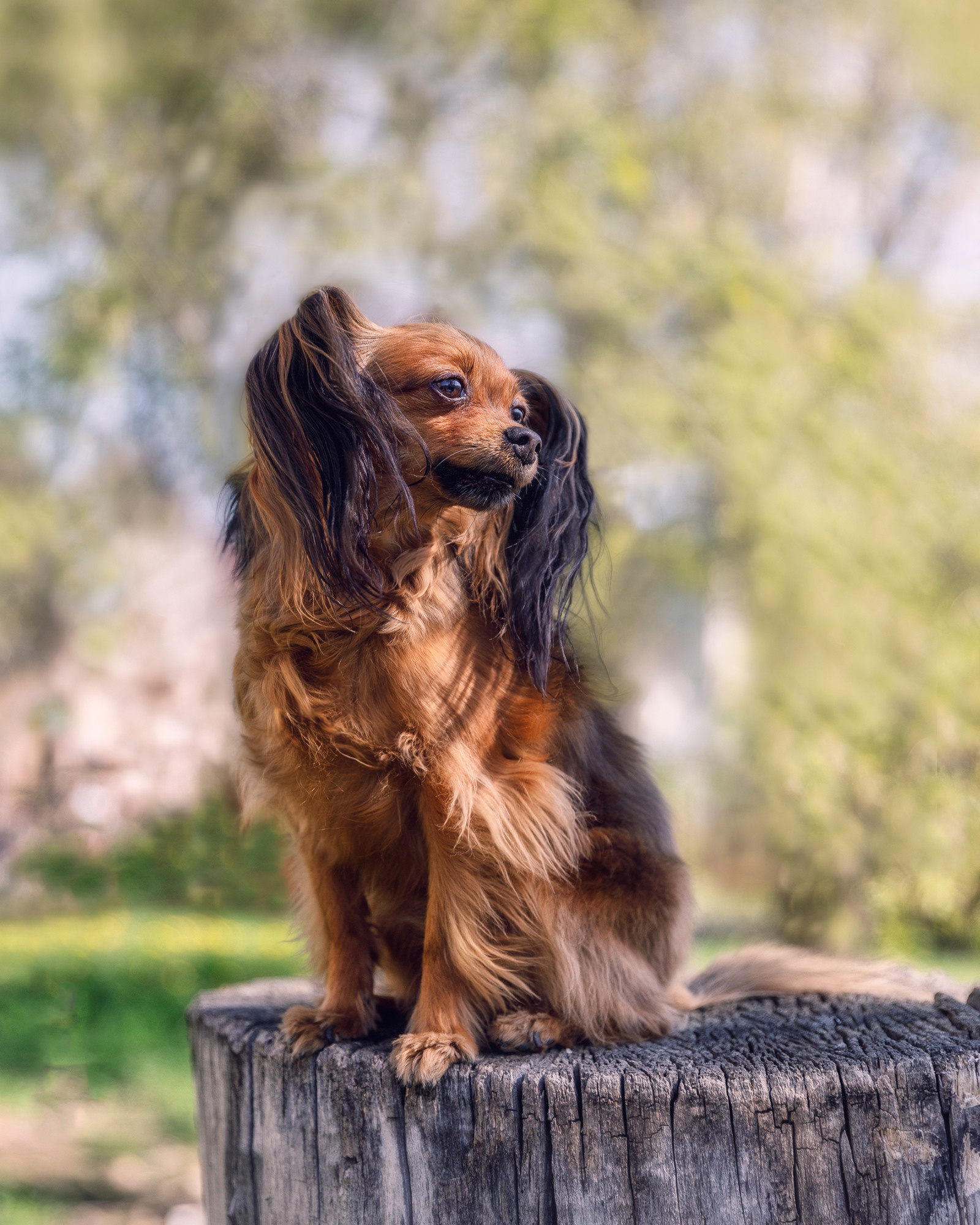 Условия съемки собак. Фотограф в Новосибирске