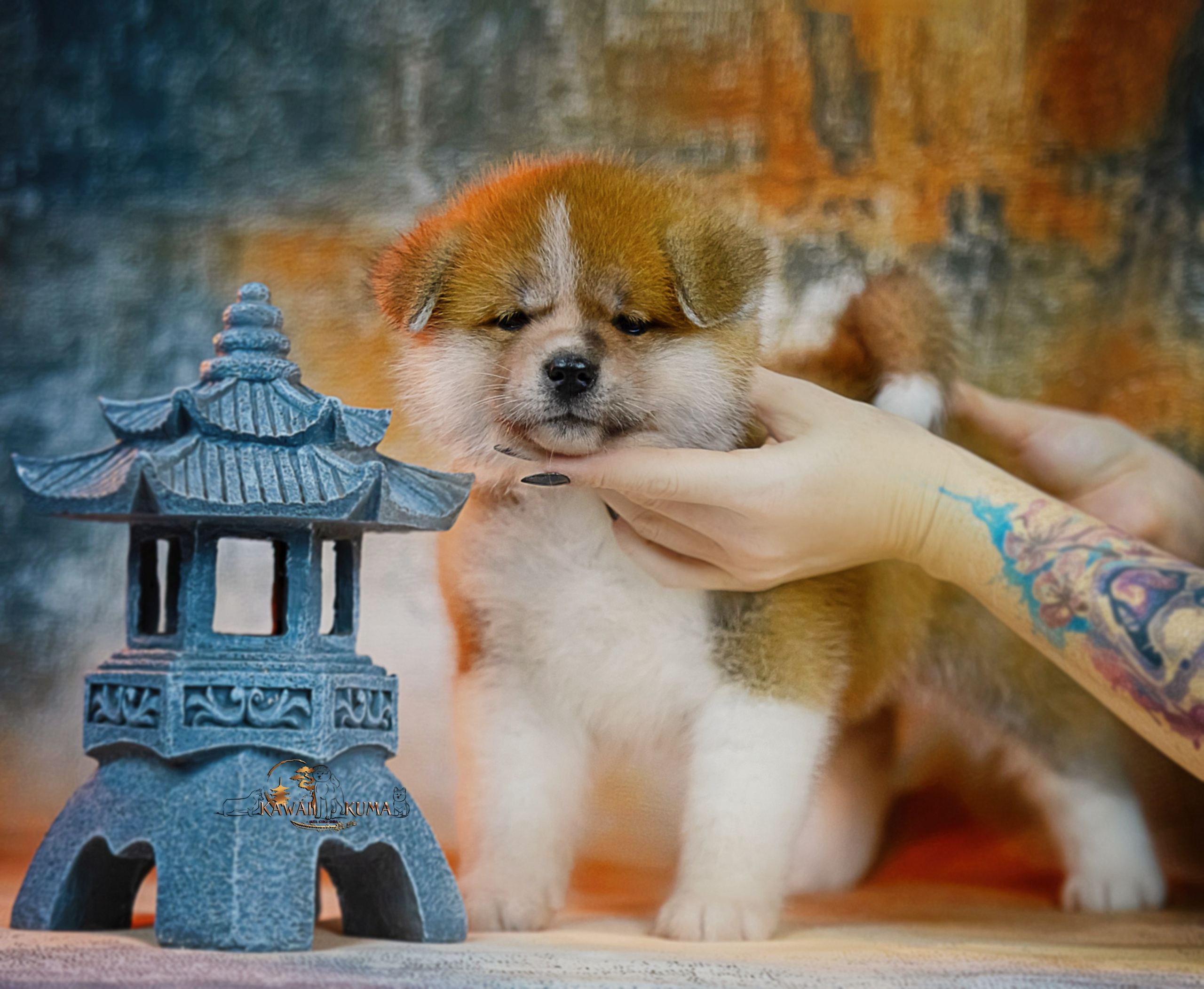 ЩЕНКИ АКИТА. Kawaii Kuma питомник собак пород Корги пемброк, Акита ину, Сиба