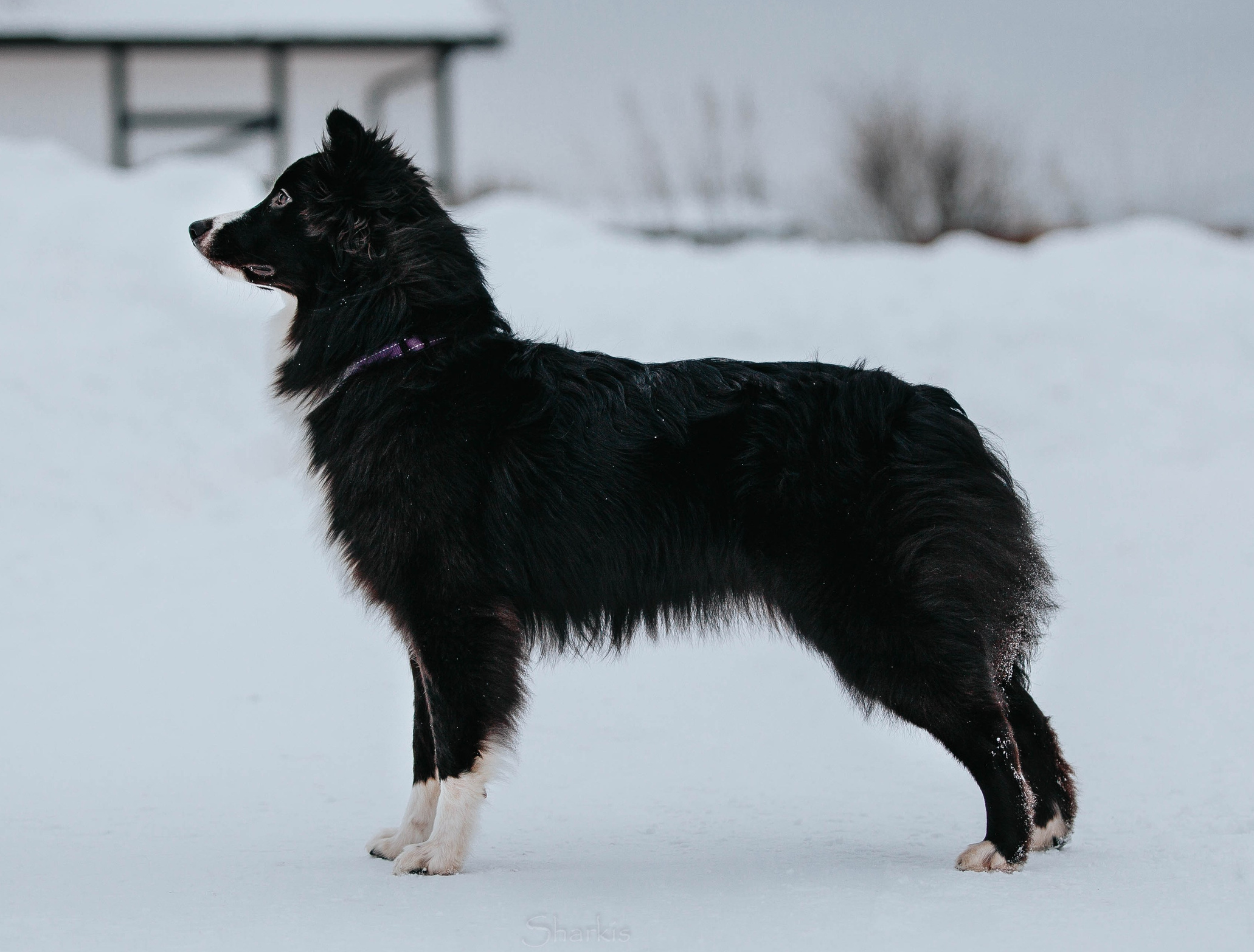 А-помёт. BLGKV питомник собак