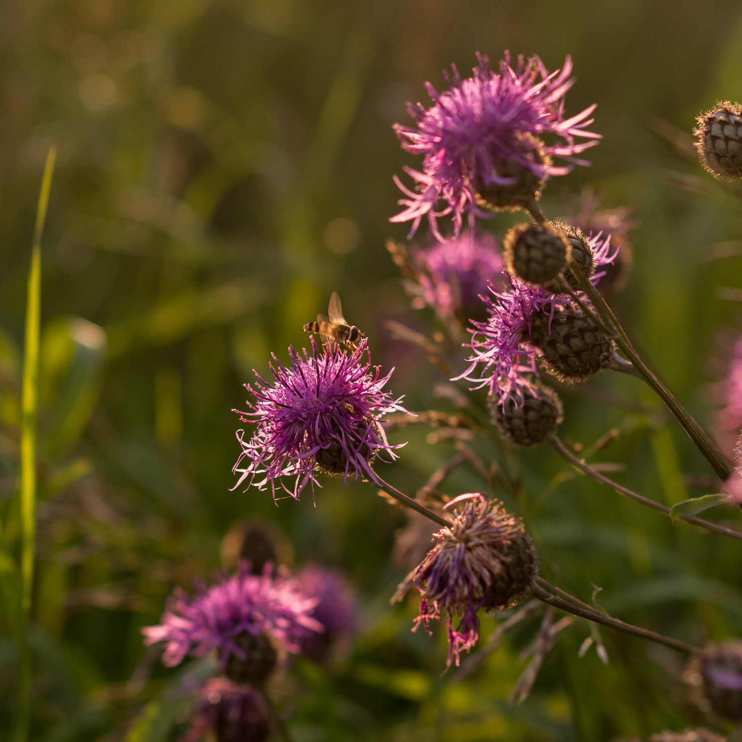 Контакты. Фотограф в Братске Алёна Мытникова