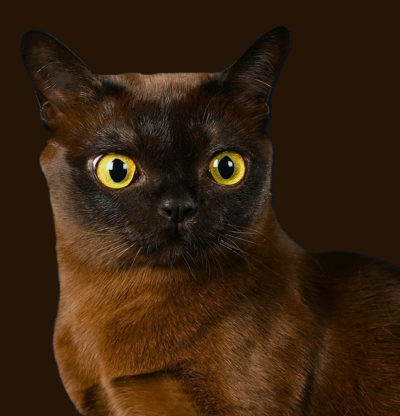 Котёнок американской бурмы. Las Burmas — питомник американской бурмы традиционных линий