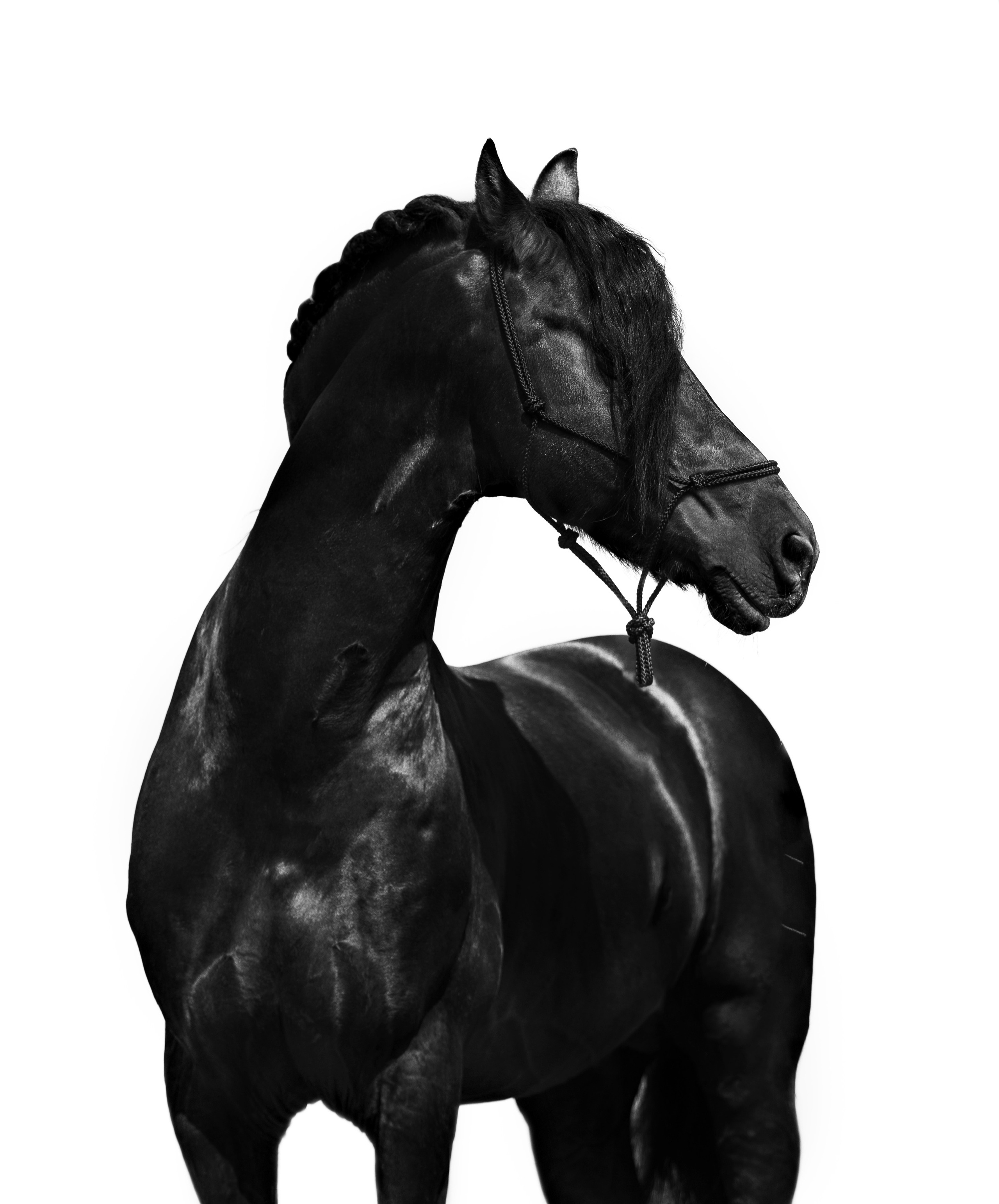 Услуги. Конный фотограф в Калининграде Елена Курбатова